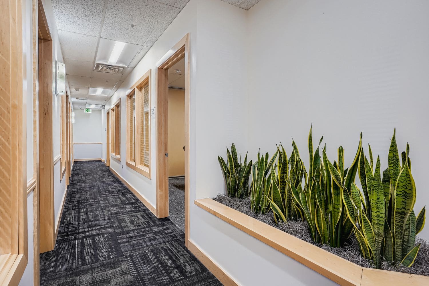 Modern office corridor with lush indoor plants and natural wood accents, emphasizing professional workspace environment.
